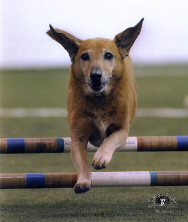 Are you looking for a fun game to play with your dogs? How about Agility? Whether you're looking to have fun with your furry friend, or you are interested in competing in an Agility trial, Go Over Rover Dog Training is here to help! 