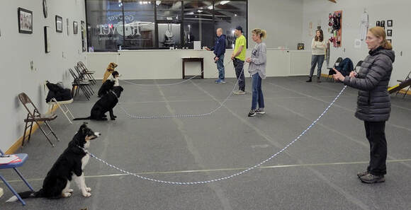 Our Advanced group shows off how well their dogs are on a Stay from a distance!